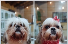 Donna Pet: seu pet em boas mãos