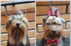 Donna Pet: seu pet em boas mãos