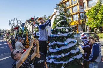 Tannenbaumfest: adote um Pinheirinho e faça parte da grande festa do Natal Luz de Gramado