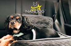 Grife pet de Los Angeles comemora um ano da sua chegada ao Brasil lançando o Nandog Stars